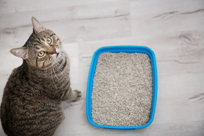 A cat sits next to a kitty litter box.